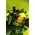 Wine and flowers  basket