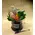 Season flowers - Random Varieties