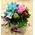 Season flowers - Random Varieties