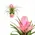 Plant tillandsia in glass vase