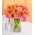 Germini - Gerberas Bouquet