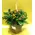 Christmas Plants & Decoration in  Pot