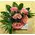 Arrangement with vanda orchids or roses in zink tray