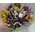 Tulips (30) stems gift wrapped