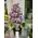 vanda orchids arrangement