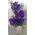 Arrangement with vanda orchids
