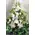Arrangement with white flowers !!! Wedding Dream !!!