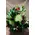 Powerful bouquet