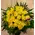 (21) yellow roses A' quality Dutch in basket with greens