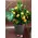 (20) yellow roses A' quality Dutch gift wrapped with greens