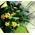(20) yellow roses A' quality Dutch gift wrapped with greens