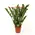 Φυτό "Zamioculcas"  (Zamia)