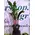 Φυτό "Zamioculcas"  (Zamia)