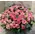 Pink Roses (100) stems round basket arrangement