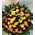 100 roses basket !