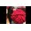 X-Large Red Roses Bouquet !!! (200) Heads !!! Exclusive !!!