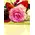 Big headed ecuadorian roses bouquet (35 stems) with greens !!!