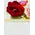 Big headed ecuadorian roses bouquet (35 stems) with greens !!!