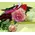 Big headed ecuadorian roses bouquet (11 stems) with greens !!!
