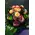 Big headed ecuadorian roses bouquet (35 stems) with greens !!!