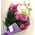 Season flowers  purple colors !!!