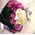 Season flowers  purple colors !!!