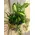 Plant arrangement in quality plastic bowl