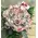 Roses aqua snowy.Special In Vase.