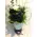 Roses black (9) stems arrangement in vase. Dyed.