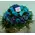 Blue Roses (21) stems exclusive in basket !!!