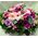 Ρομαντική σύνθεση πλούσια σε λουλούδια ροζ αποχρώσεων
