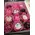 (12) Exclusive Waxed Cupcakes or Chocolate Roses