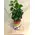 Plant Coffea in glass vase !!! Exclusive.