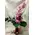 Vase with cymbidium orchid