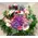 Pinky Spring with Joyful  Flowers in Basket