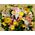 Φθινοπωρινή σύνθεση με λουλούδια σε μεγάλο καλάθι