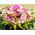 Ζωντανή Άνοιξη με Ροζ Λουλούδια σε Καλάθι