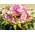 Pinky Spring with Joyful  Flowers in Basket