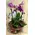 Ορχιδέα Phalaenopsis mini (υβρίδιο) σε γυάλινο βάζο ή ποτ!!! Πολυτελές.