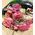 Big headed ecuadorian (best in the world) roses bouquet (41 stems) with greens !!! (mixed colors)