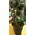 Bonsai exclusive S-form.Special Pot