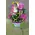 Season flowers - Random Varieties