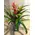 "Guzmania"  in glass vase