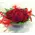 Red roses  A' quality Dutch inside quality glass vase.