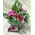 (only for Athens & Suburbs) Mixed Flowers in Glass or Ceramic & Decoration !!! 20,00€