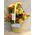 Yellow Flowers in water bag. Extra