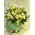 (41) white or pinky roses A' quality Dutch with greens gift wrapped.