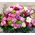 Σύνθεση με (+50) τριαντάφυλλα Εκουαδορ ! & ιδιαίτερες ποικιλίες λουλουδιών σε καλάθι