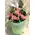 Roses (21) stems Bouquet in Water bag Only 24.99€