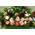 Ecuador roses.Big basket 0,65m.x0,50m. full of flowers!!!